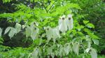 Davidia involucrata v2